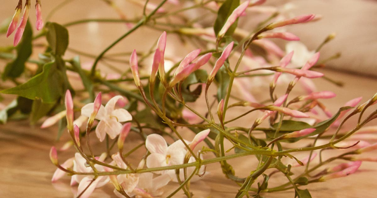 jasmine