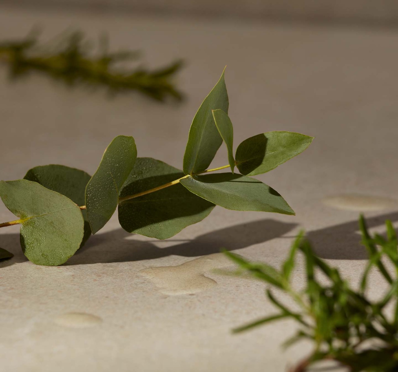 EUKALYPTUS