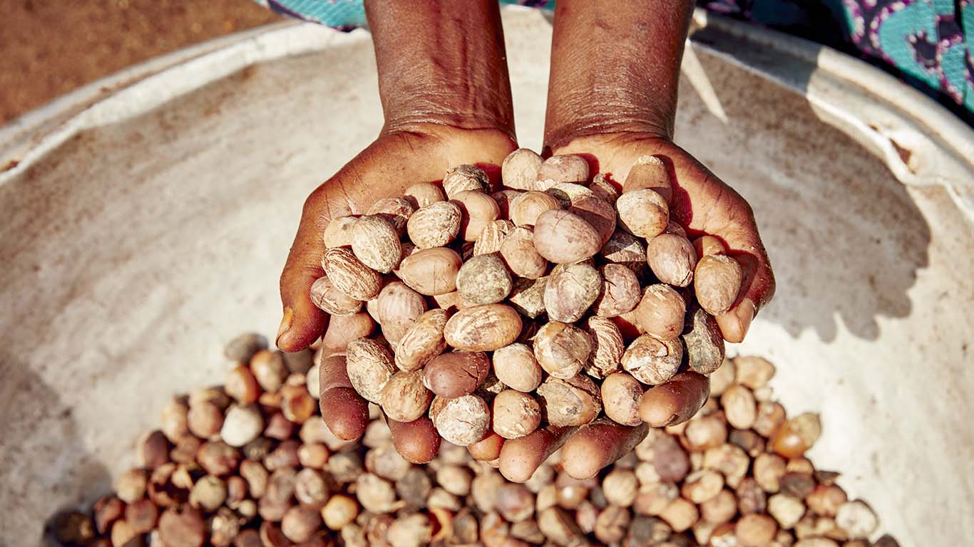 shea_nuts_1_INSHECT022